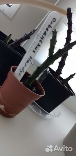 Кактусы и суккуленты