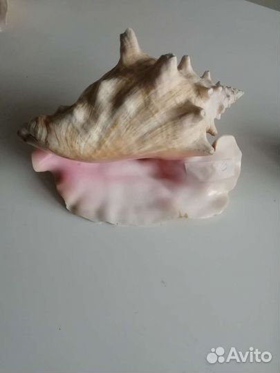 Раковина океаническая