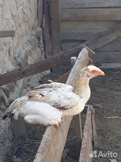 Бойцовая курица