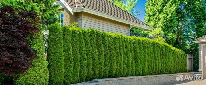 Туя брабант