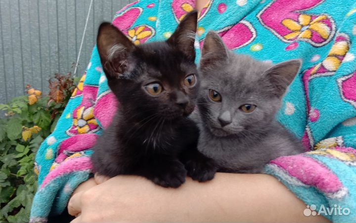 Котята в добрые руки