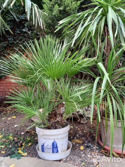 Пальма хамеропс