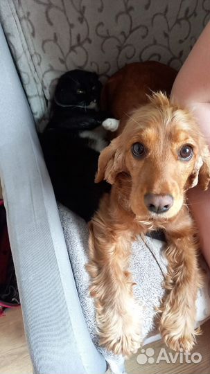 Передержка собак маленьких пород