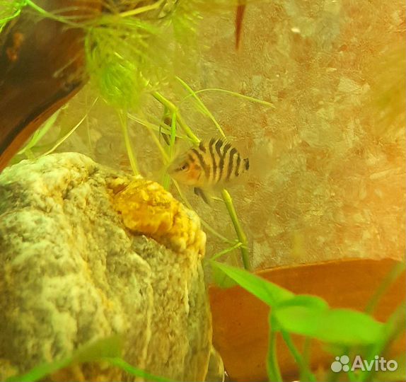 Сапфировый попугай