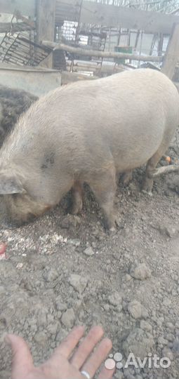 Свиноматка