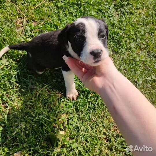 Собака девочка в добрые руки щенок