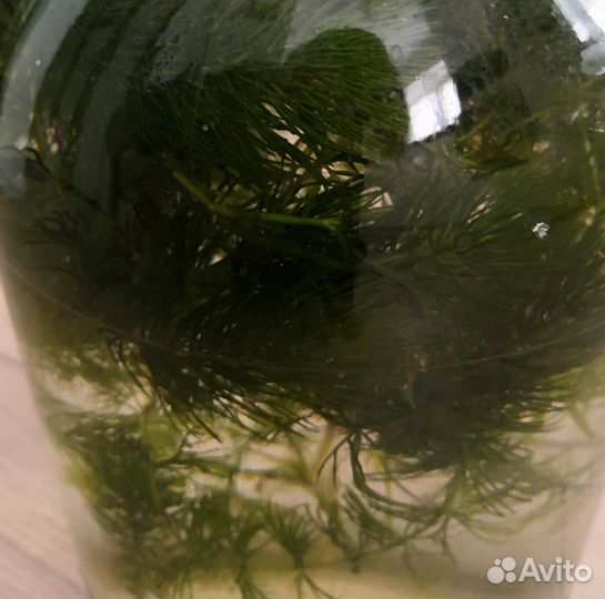 Роголистник, элодея