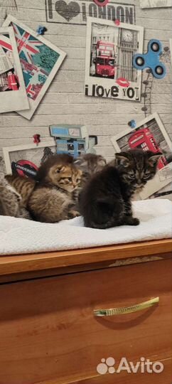 Шотландские вислоухие котята