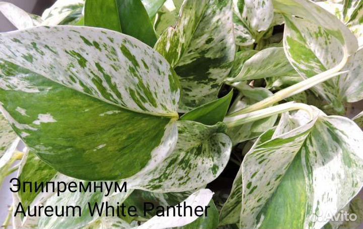 Сциндапсус, Эпипремнум, набор