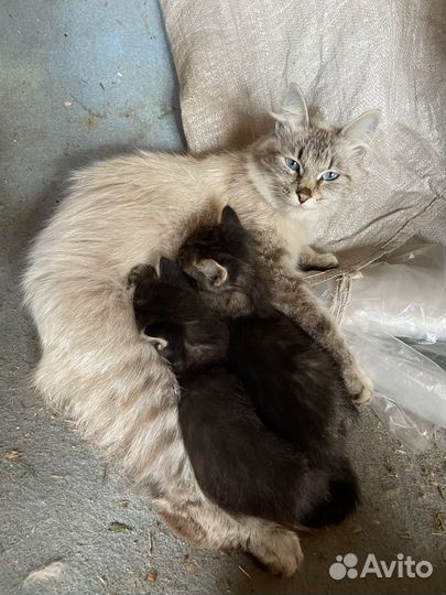 Котята в добрые руки