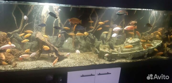 Аквариумные рыбы