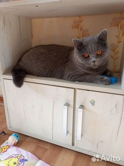 Кошечка в добрые руки