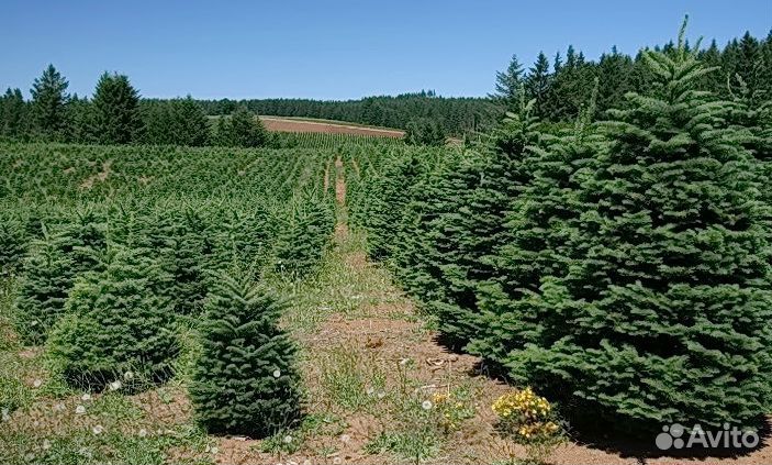 Пихты елки живые из Европы