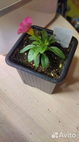 Калибрахоа Tik-tok rose, Эустома Мадам Лорэн