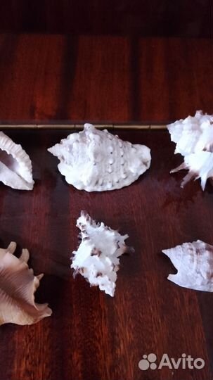 Морские ракушки раковины