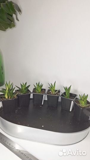 Комнатные цветы хавортия полосатая суккулент