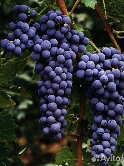 Виноград технический