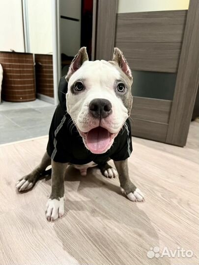 Одежда для собак