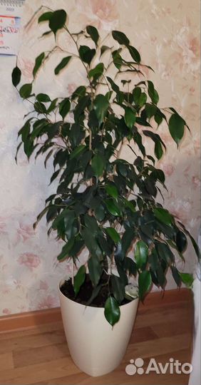 Фикус бенджамина
