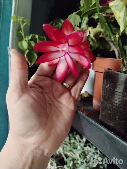 Декабрист шлюмбергера