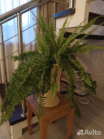 Папоротник нефролепис