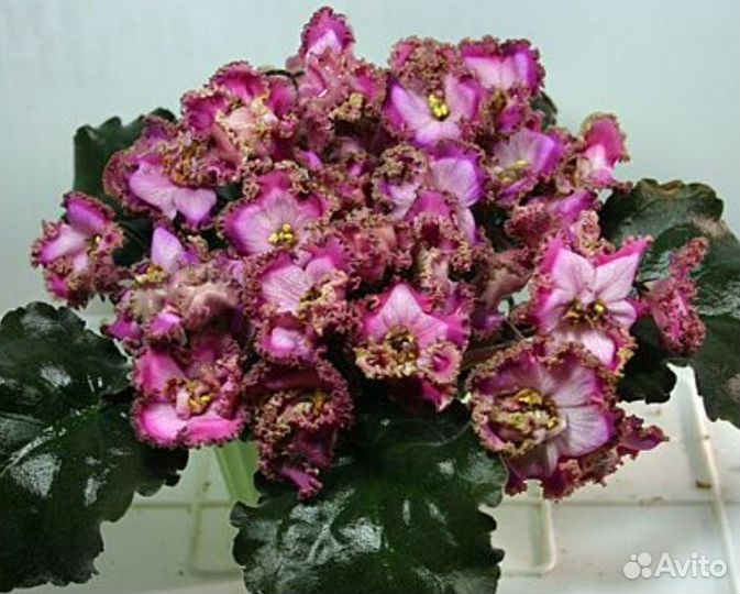 Фиалки сортовые (детки и стартеры)