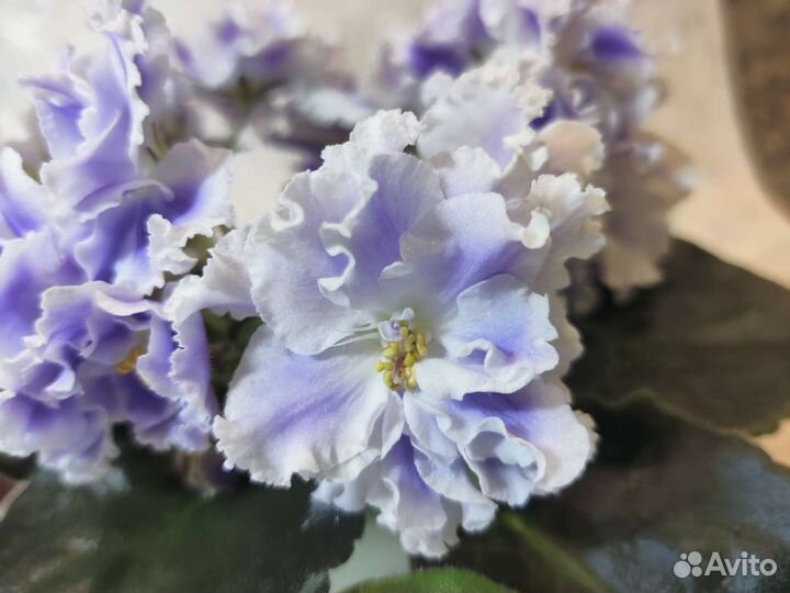 Взрослая фиалка сорта ек-Снежные Карпаты