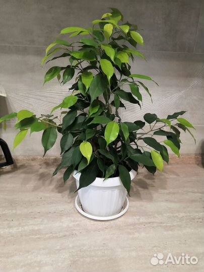 Фикус бенджамина