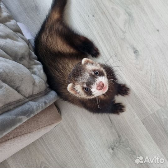 Вязка хорька