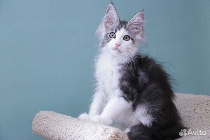 Котенок мейн кун
