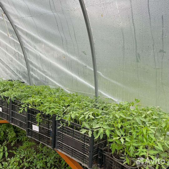 Рассада помидор перцев огурцов цветов клубника