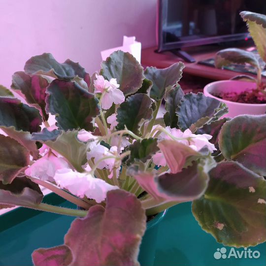 Цветы комнатные