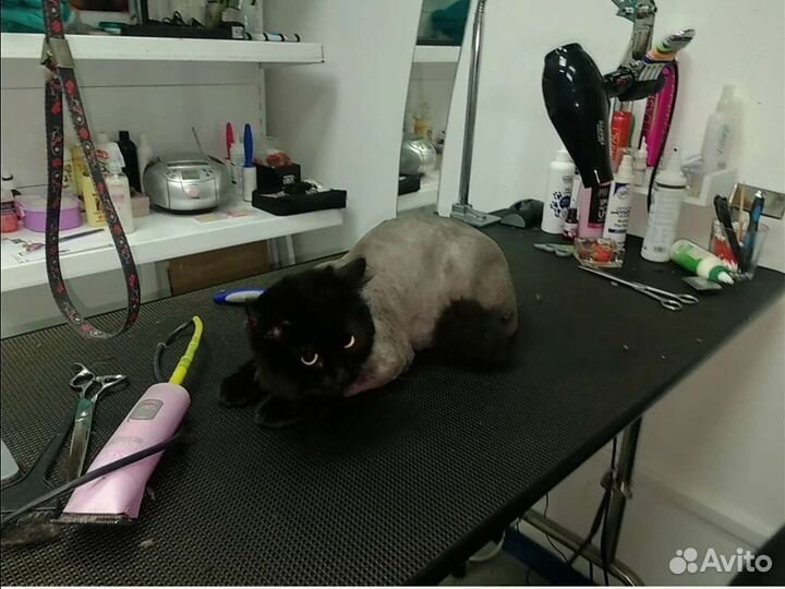 Стрижка собак и кошек. Груминг