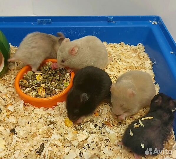 Сирийские хомячки