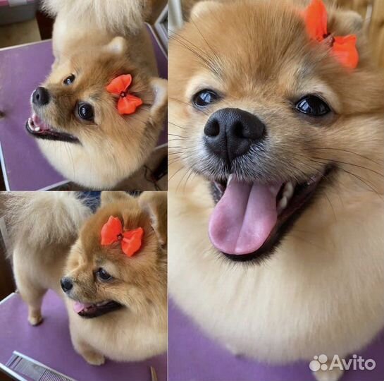 Стрижка собачек и кошек на дому и с выездом на дом