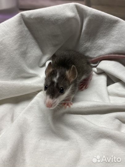 Крысята дамбо