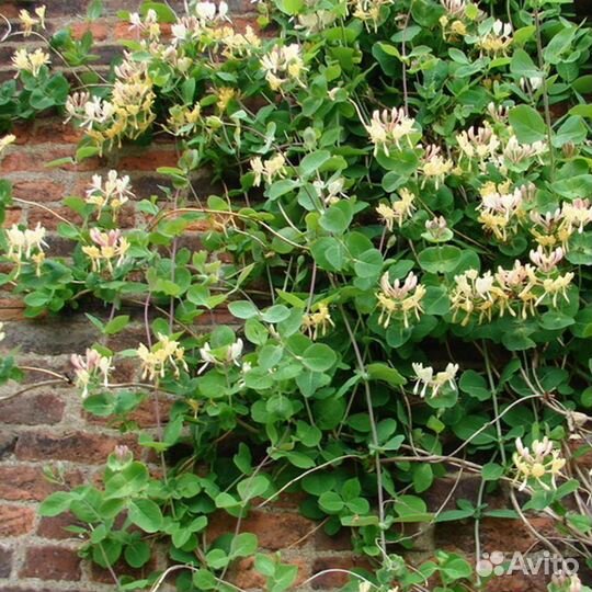 Жимолость каприфоль