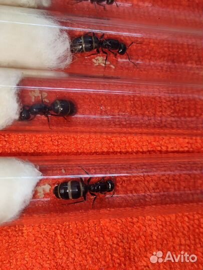 Муравьи Camponotus vagus