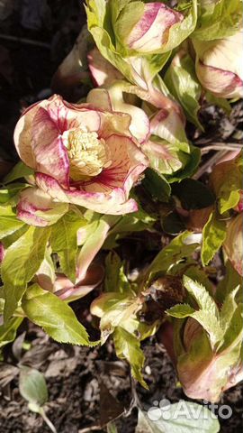 Морозник(многолетник)