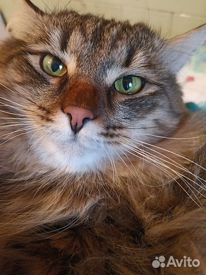 Котик ищет хозяина