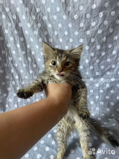 Кошечка в добрые руки