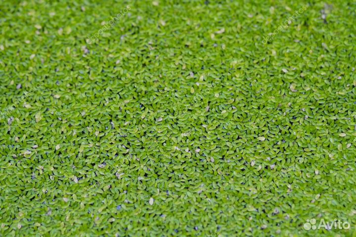 Аквариумные растения