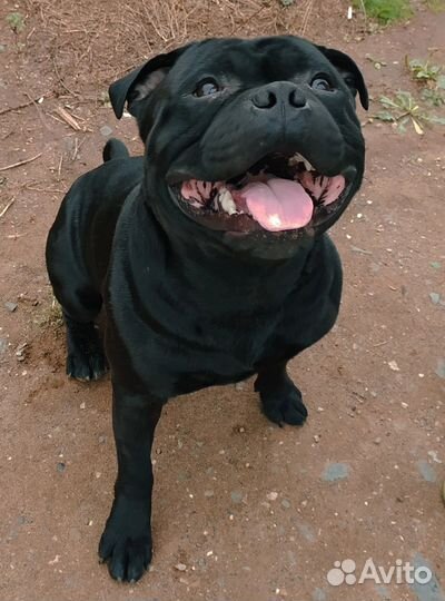 Девочка стафф буля