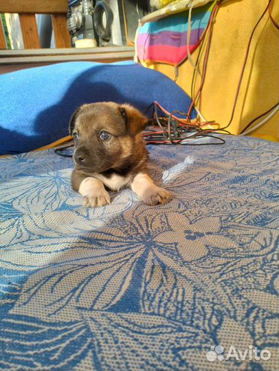 Отдам в добрые руки