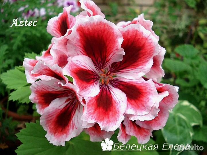 Тюльпановидные и другие сортовые пеларгонии