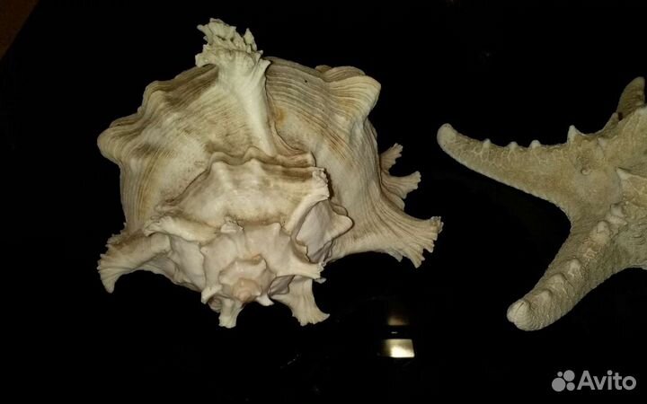 Морская звезда и ракушка