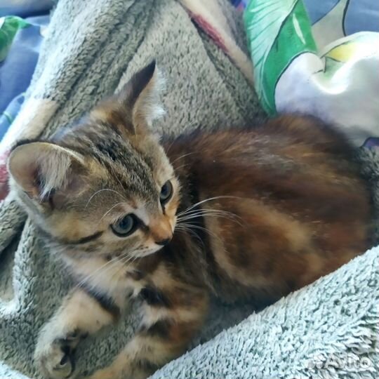 Котята милашки