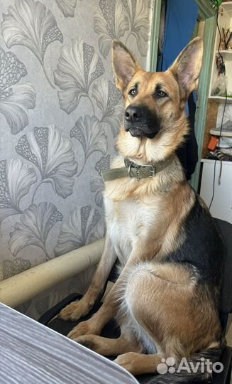 Немецкая овчарка