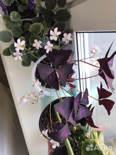 Кислица чудная