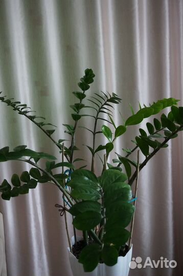 Замиокулькас